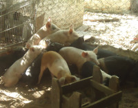 Estudian el sector agrícola matancero para generar políticas públicas