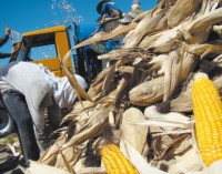 Oficializan estímulos para pequeños productores