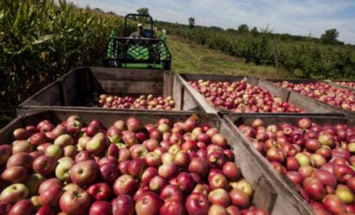 Preocupa el aumento de importaciones de manzanas y vinos
