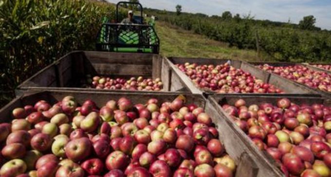 Preocupa el aumento de importaciones de manzanas y vinos
