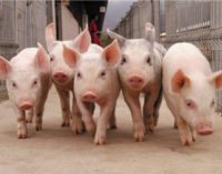 Productores porcinos, en alerta por la importación de carne de cerdo