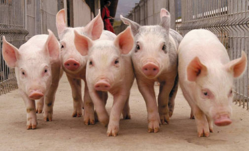 Productores porcinos, en alerta por la importación de carne de cerdo