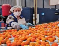 Sanidad alimentaria: desarrollan un bioproducto que protege frutas y verduras de patógenos